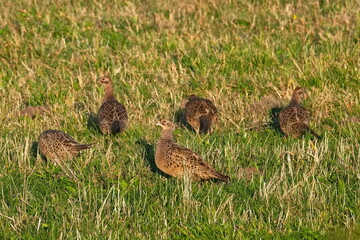 Jagdfasan Weibchen in der Abendsonne