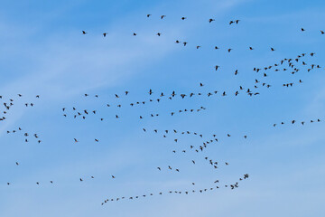 Vogelzug im Herbst ( Graugänse )	