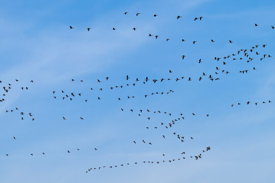 Vogelzug im Herbst ( Graug&auml;nse )	