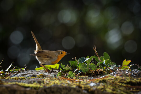 Robin resting on the ground. Close-up view. Blur background with shallow depth of field.
