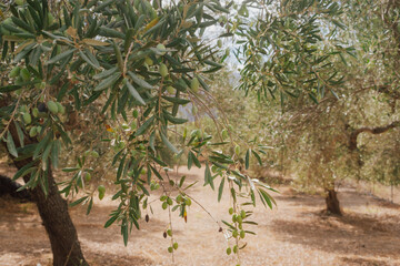 Cretan fields with olive trees during ripening in autumn before harvest