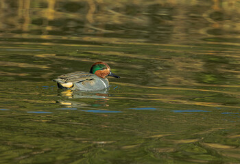 Green Winged Teal