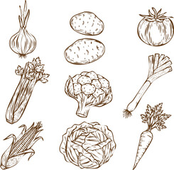 An engraving art style illustration collection of handdrawn vegetable illustrations featuring garlic, potato, tomato, celery, broccoli, leek, corn, cabbage, and carrot