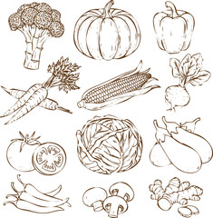 An engraving art style illustration collection of hand drawn vegetable sketches including pumpkin, broccoli, pepper, carrot, corn, tomato, cabbage, mushroom, and eggplant