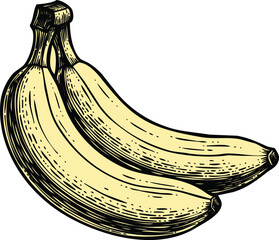 An engraving art style illustration hand drawn sketch of a bunch of two ripe bananas, vintage engraving style illustration