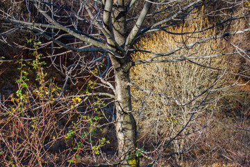 On the Transapusena, Romania