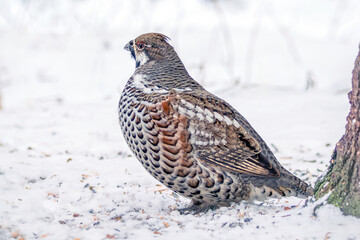 A male hazel grouse sitting on the snow in a winter forest