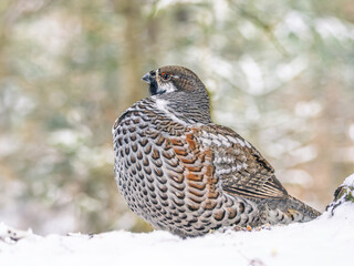 A male hazel grouse sitting on the snow in a winter forest