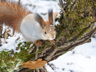 Squirrel looking at the camera in a winter forest