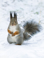 Squirrel looking at the camera in a winter forest