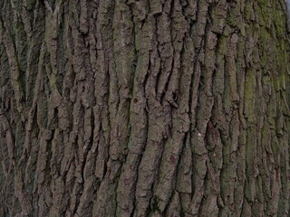 tree bark texture