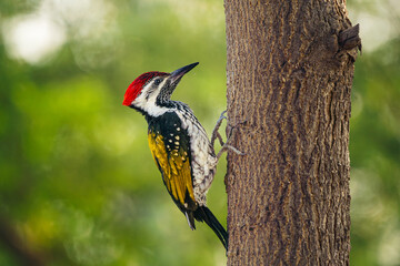 woodpecker flame-back closeup on tree 