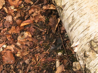 Birch root as a natural background