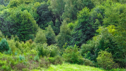 Wild meadow as a natural background.
