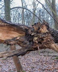 Broken tree trunk lying on the forest floor exposing orange wood