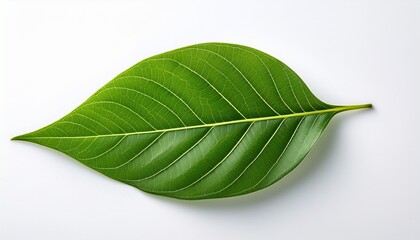 Obraz premium Green Plant Leaves Or A Single Leaf Isolated On A White Background