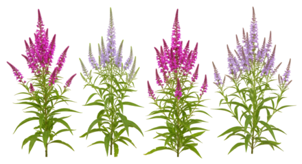 Four distinct spikes of flowering plants in purple and pink hues with green foliage