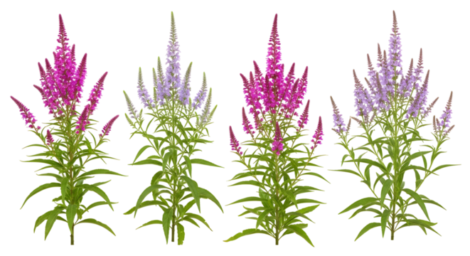 Four distinct spikes of flowering plants in purple and pink hues with green foliage