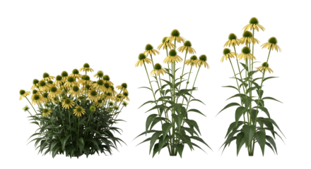 Yellow coneflower plants in full bloom, studio shot on white background, showcasing their unique beauty and vibrant color