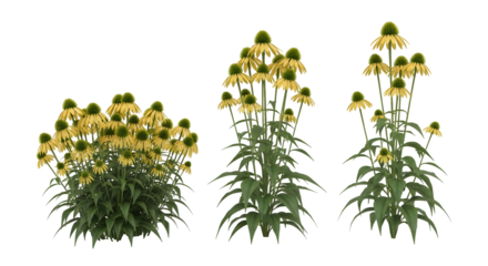 Set of yellow coneflower plants in different growth arrangements, isolated on white background for design elements