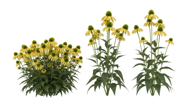 Three vibrant yellow coneflower plants shown with lush green foliage, isolated on a white background