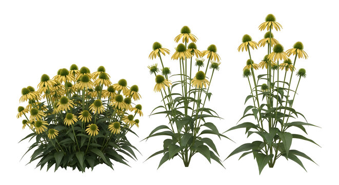 Three distinct clusters of vibrant yellow coneflowers with green foliage against a white background