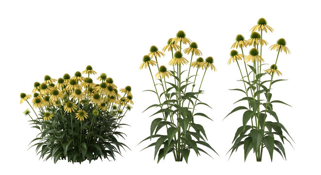 Yellow coneflower plants in full bloom, studio shot on white background, showcasing their unique beauty and vibrant color