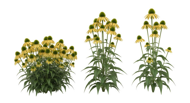 Set of yellow coneflower plants in different growth arrangements, isolated on white background for design elements