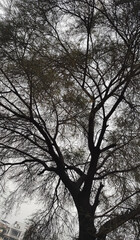Tree Shoot in the Evening upward facing perspective looks scary Outdoor Shoot