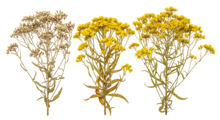 A beautiful collection of four dried yellow everlasting flower stems, showcasing different stages of preservation, isolated on a white background