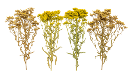 A beautiful collection of four dried yellow everlasting flower stems, showcasing different stages of preservation, isolated on a white background