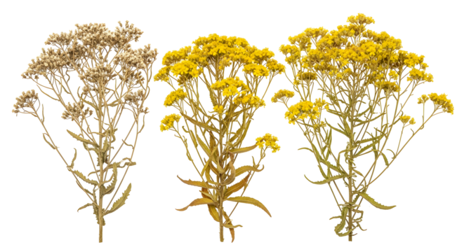 A beautiful collection of four dried yellow everlasting flower stems, showcasing different stages of preservation, isolated on a white background