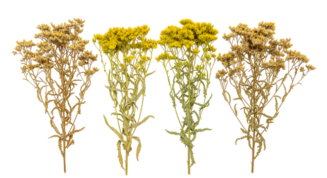 A beautiful collection of four dried yellow everlasting flower stems, showcasing different stages of preservation, isolated on a white background