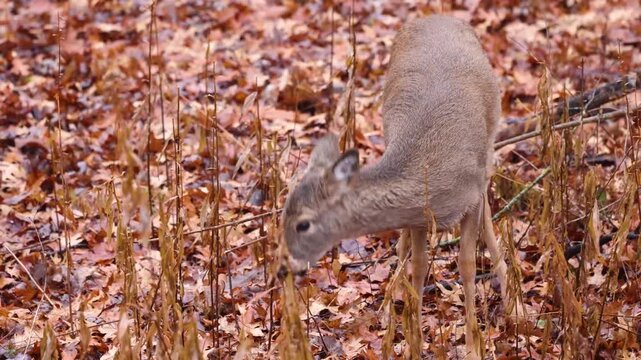 Close up of a whitetail deer (odocoileus virginianus) browses among autumn vegetation in Dunn County, Wisconsin, eating dead standing weeds such as goldenrod and other native forbs on a leaf-covered f