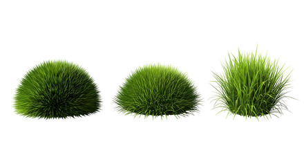Three tufts of lush green grass isolated on a white background, showcasing natural textures and vibrant color