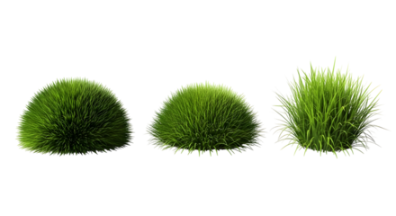 Three tufts of lush green grass isolated on a white background, showcasing natural textures and vibrant color