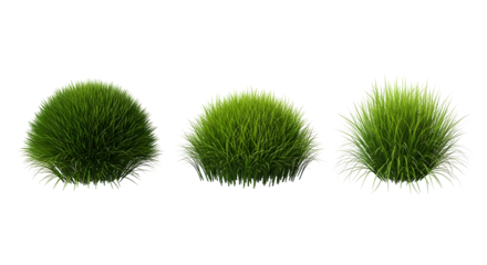 Fluffy green ornamental grass tufts isolated on white background, a nature concept
