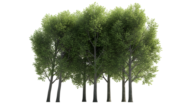 A cluster of lush green trees with thick foliage and brown trunks standing tall against a white background