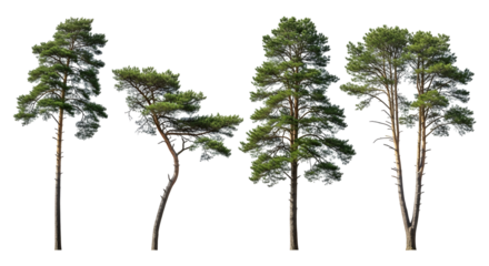 Collection of tall pine trees with green foliage against a white background