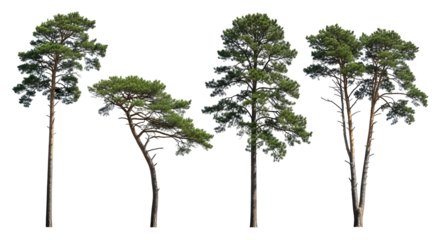 Four Tall Pine Trees with Green Needles Against a White Background