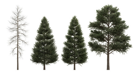 Four coniferous trees in different stages of foliage growth and height, isolated on white