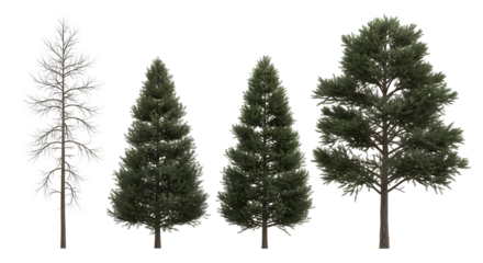 Four coniferous trees in different stages of foliage growth and height, isolated on white