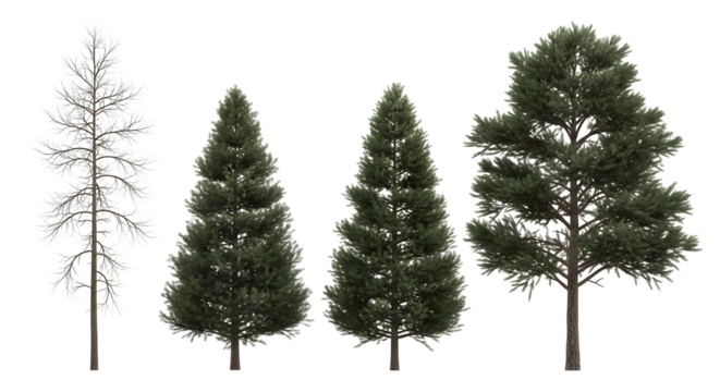 Four coniferous trees in different stages of foliage growth and height, isolated on white