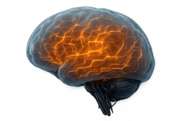 Human brain with glowing neural networks, representing intelligent thinking, ai technology, and active learning processes