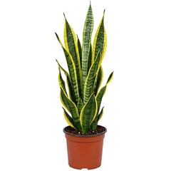 Illustration of snake plant in a brown pot, isolated on white background