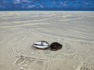 sea shells on sand