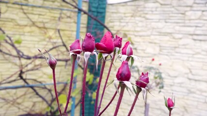 Red rose buds stand tall in a lovely garden, showcasing their vibrant colors as spring brings life to the plants around them
