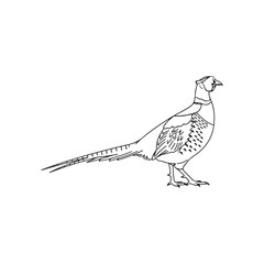 Common pheasant outline vector flat illustration design