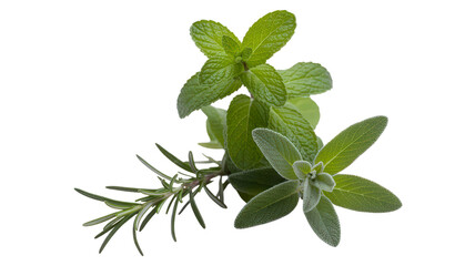 Fresh Green Herbs on Transparent Surface Aromatic Mint Sage Rosemary and Thyme for Culinary and Medicinal Uses Natural Ingredients for Cooking and Wellness and Flavor