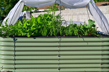Growing  vegetables in an urban homestead and mini farm